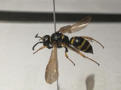 Argogorytes sp.