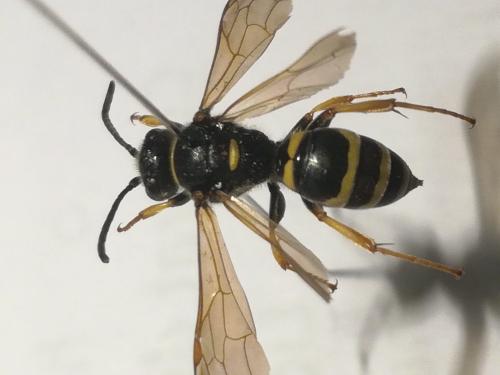 Argogorytes sp.