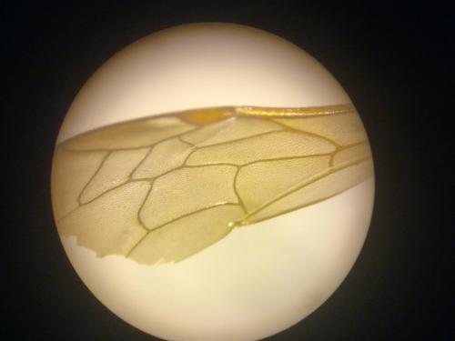 Réf. 217 579 : Argogorytes sp.