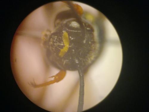 Argogorytes sp.