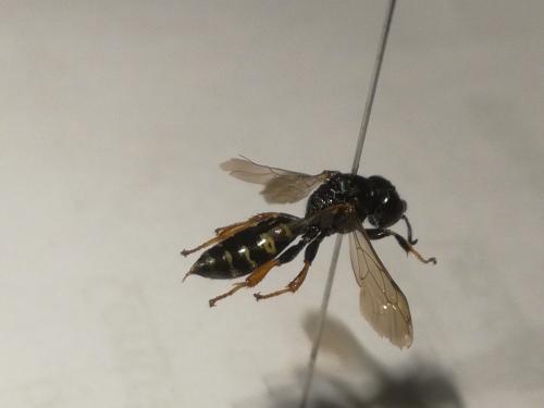 Crabro alpinus