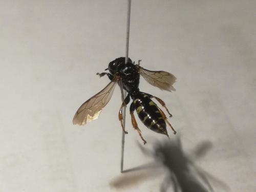 Crabro alpinus