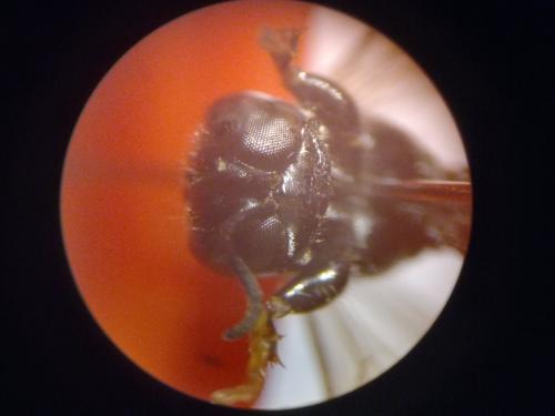 Crabro alpinus