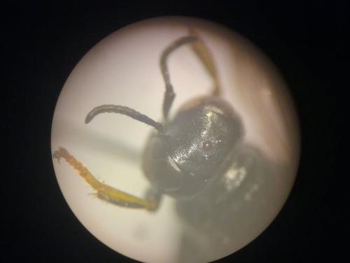 Crabro alpinus