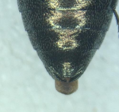 Anthaxia millefolii polychloros