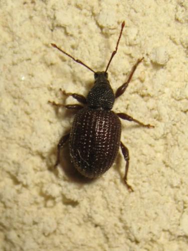 Otiorhynchus rugosostriatus