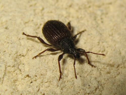 Otiorhynchus rugosostriatus