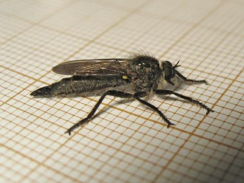 Didysmachus picipes