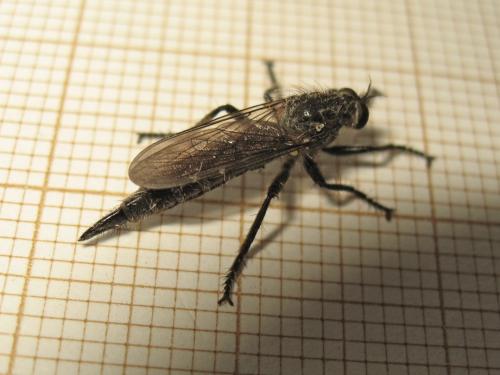 Réf. 217 894 : Didysmachus picipes