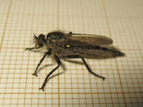 Didysmachus picipes