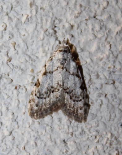 Nola confusalis