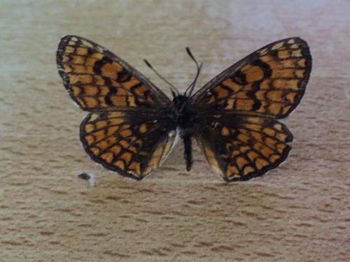 Melitaea athalia celadussa