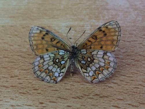 Melitaea athalia celadussa
