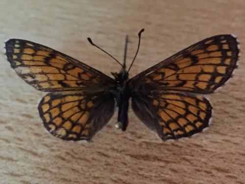 Melitaea parthenoides