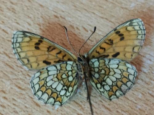 Melitaea parthenoides