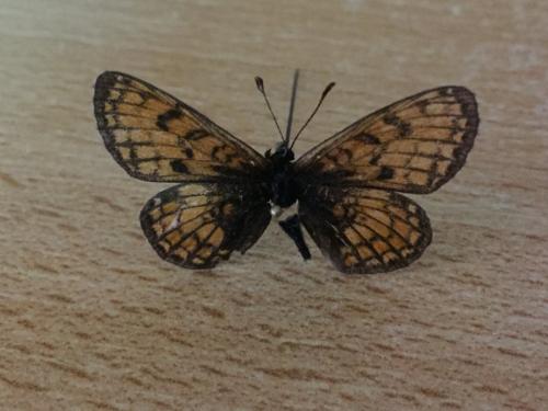 Melitaea parthenoides