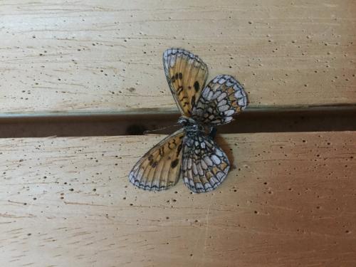 Melitaea parthenoides