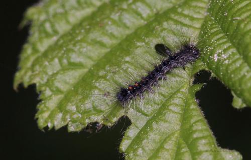 Lymantria dispar