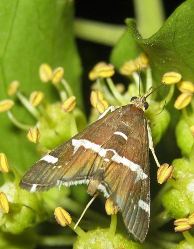 Réf. 217 039 : Spoladea recurvalis