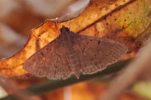 Herpetogramma licarsisalis