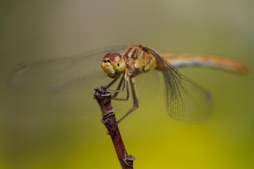 Sympetrum meridionale