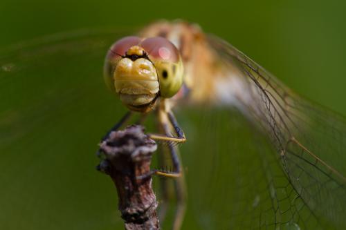 Sympetrum meridionale