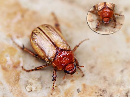 Amphimallon sp.