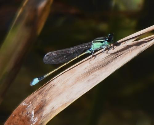 Réf. 217 685 : Ischnura senegalensis