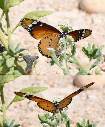 Réf. 217 972 : Danaus chrysippus