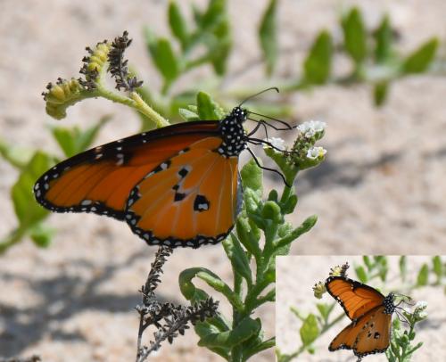 Danaus dorippus