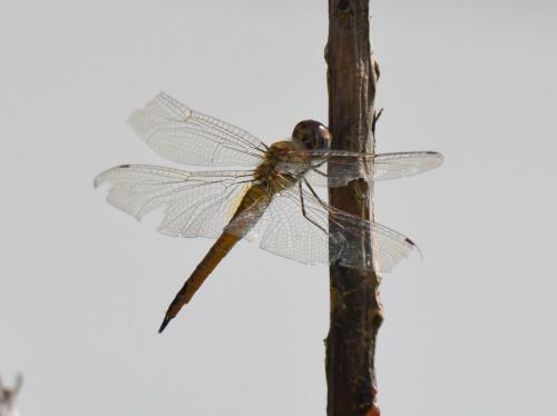 Pantala flavescens