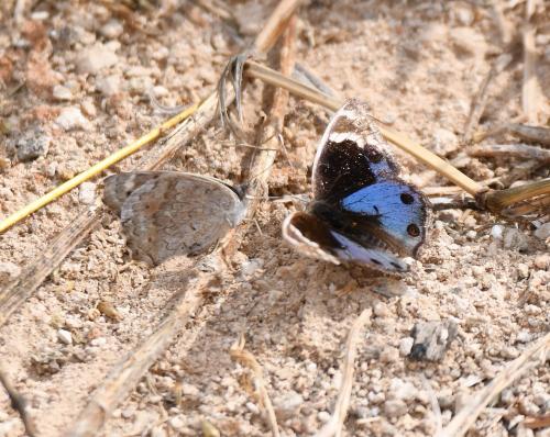Junonia orithya