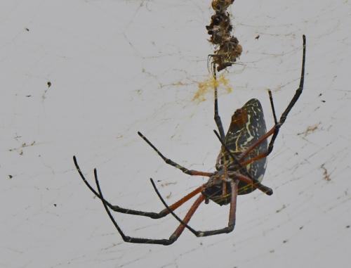 Trichonephila sumptuosa