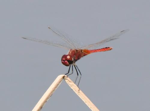 Macrodiplax cora