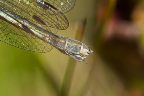 Lestes sponsa