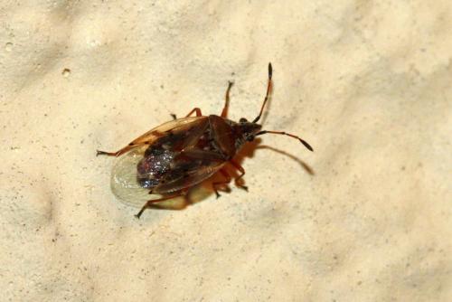 Kleidocerys resedae