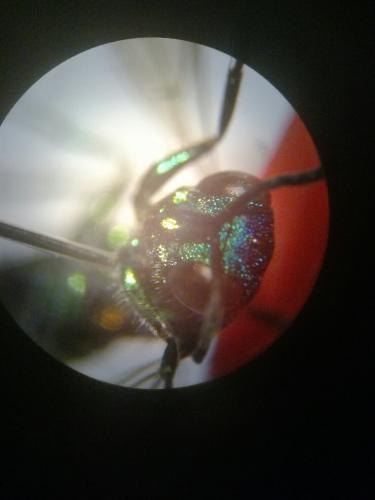 Chrysis (ignita)