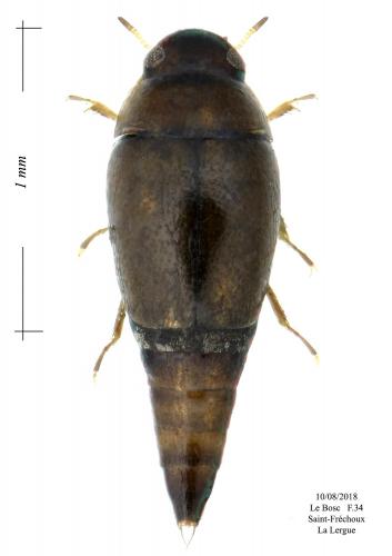 Hydroscapha granulum