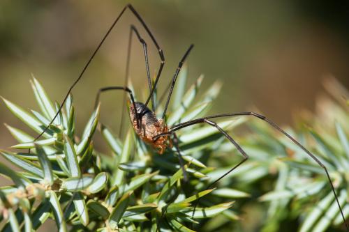 Phalangium opilio