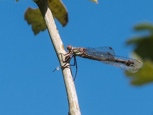 Chalcolestes viridis