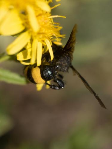 Scolia sp.