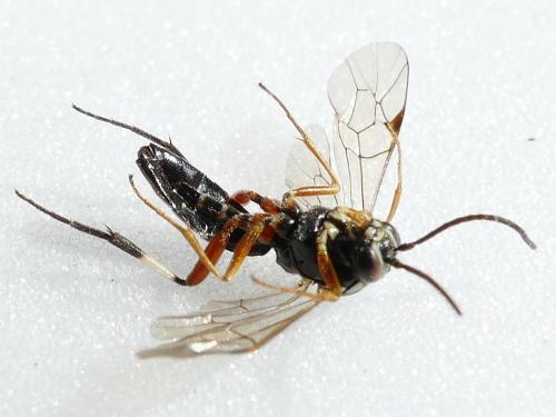 Réf. 217 360 : Diplazon tibiatorius