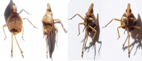 Bursinia sp.