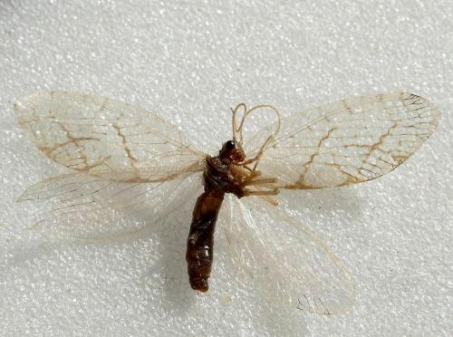 Micromus sp.