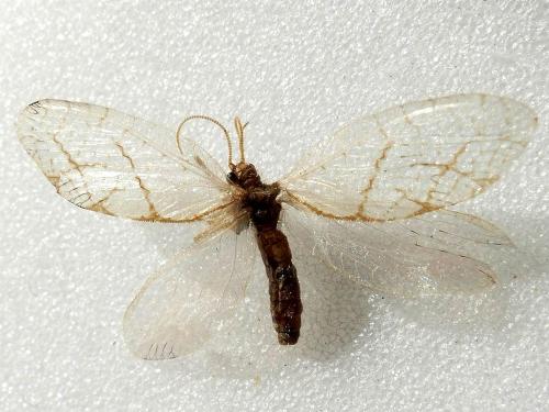 Réf. 217 448 : Micromus sp.