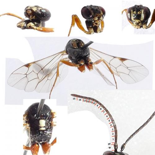 Diplazon tibiatorius