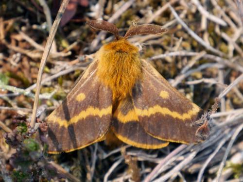 Réf. 217 439 : Lemonia dumi