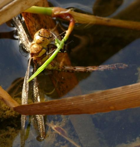 Aeshna mixta