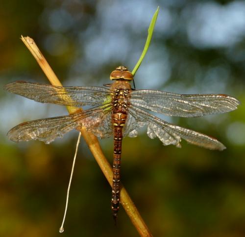 Réf. 217 269 : Aeshna mixta