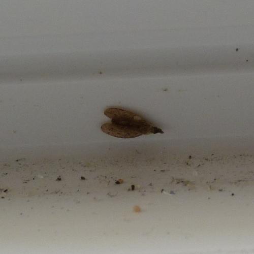 Cantacader quadricornis
